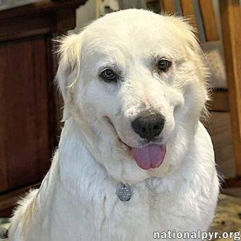 Great Pyrenees Dogs Available for Adoption in Beacon, New York - Dove In SC - Always Wears A Joyful Smile | PetCurious