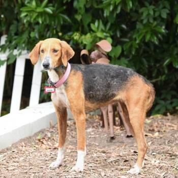 Hound Dogs Available for Adoption in Wake Forest, North Carolina - Blaise | PetCurious