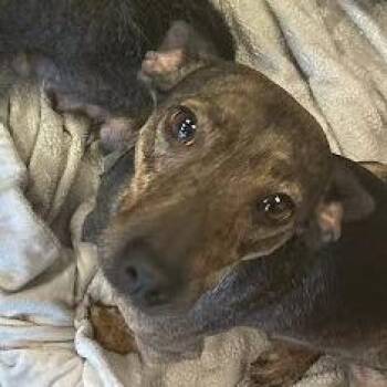 Canela -  Chihuahua and Fox Terrier Dog for Adoption in Austin, Texas - Canela | PetCurious