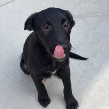 Oscar -  Shepherd and Mixed Breed Dog for Adoption in Matteson, Illinois - Oscar | PetCurious
