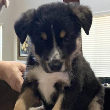 Australian Shepherd and Mixed Breed Dogs Available for Adoption in Phoenix, Arizona - Anthony | PetCurious