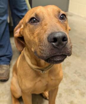 Hugh -  Hound Dog for Adoption in Defiance, Ohio - Hugh | PetCurious