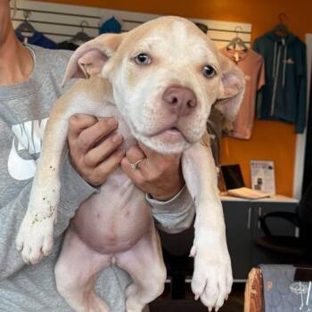 Flora (Female) -  Mixed Breed and None Dog for Adoption in Bend, Oregon - Flora (Female) | PetCurious