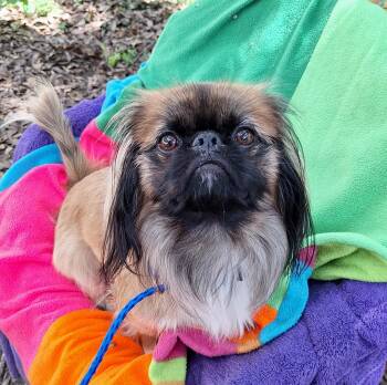 Aklilu MV14536-T -  Pekingese Dog for Adoption in Missouri City, Texas - Aklilu MV14536-T | PetCurious