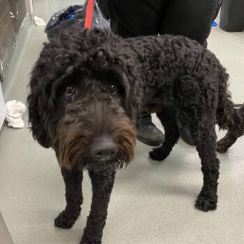 WAGS-Stray-22856 -  Poodle and Mixed Breed Dog for Adoption in Westminster, California - WAGS-Stray-22856 | PetCurious