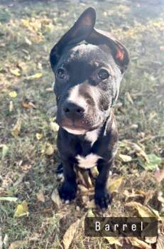 Rescue Mixed Breed Dogs for Adoption in Shorewood, Illinois - Barrel | PetCurious