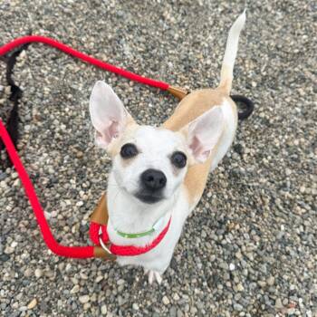Papi -  Chihuahua Dog for Adoption in Fort Wayne, Indiana - Papi | PetCurious