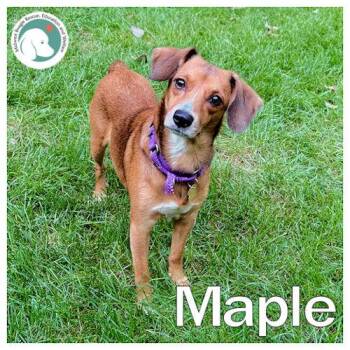 Maple -  Beagle Dog for Adoption in Wadsworth, Illinois - Maple | PetCurious