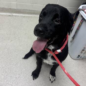 Labby -  Black Labrador Retriever and Mixed Breed Dog for Adoption in Murray, Utah - Labby | PetCurious