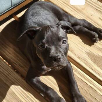 Pit Bull Terrier Dogs Available for Adoption - 236 (2026) Han Solo | PetCurious