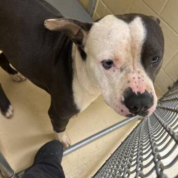 Shopper -  Mixed Breed Dog for Adoption in Winston-salem, North Carolina - Shopper | PetCurious