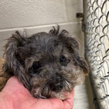 Rescue Mixed Breed Dogs for Adoption in Milton, Florida - SAS-A-86789 | PetCurious