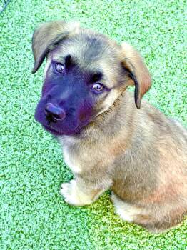 Shepherd and Mixed Breed Dogs Available for Adoption - Epiphany | PetCurious