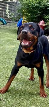 Ben -  Rottweiler Dog for Adoption in Mooresville, North Carolina - Ben | PetCurious