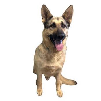 Silas -  German Shepherd Dog Dog for Adoption in Red Bluff, California - Silas | PetCurious