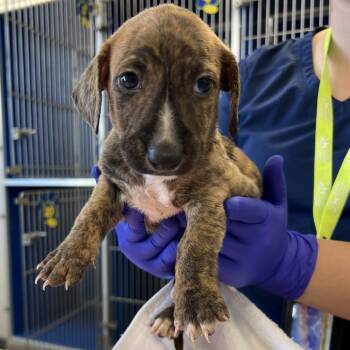 Spiderman -  Mixed Breed Dog for Adoption in Las Cruces, New Mexico - Spiderman | PetCurious