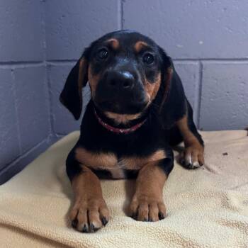 Ashley -  American Foxhound and Mixed Breed Dog for Adoption in Belleville, Illinois - Ashley | PetCurious