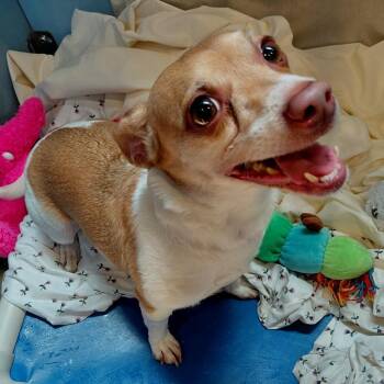 Roxie Brown -  Jack Russell Terrier Dog for Adoption in Philadelphia, Pennsylvania - Roxie Brown | PetCurious