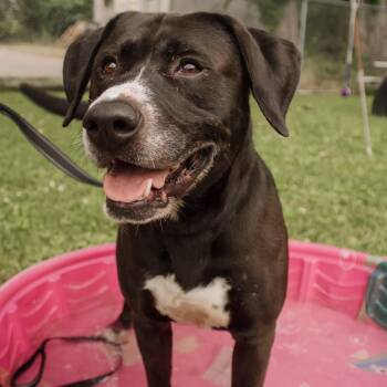 Labrador Retriever and Pit Bull Terrier Dogs Available for Adoption in Milan, Illinois - Goliath | PetCurious