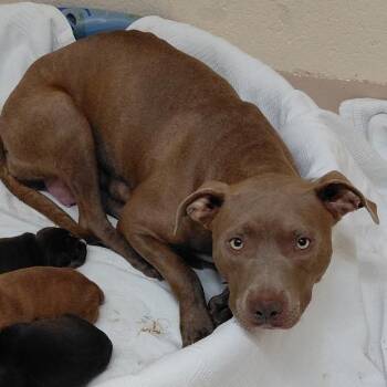 Alice -  Pit Bull Terrier Dog for Adoption in Lynchburg, Virginia - Alice | PetCurious