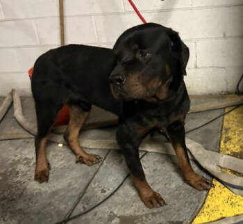 Rescue Rottweiler Dogs for Adoption in Warren, Michigan - Titan | PetCurious