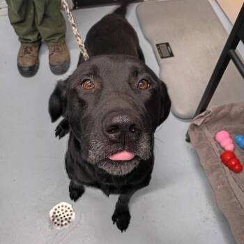 CSAS-Stray-957_2 -  Black Labrador Retriever Dog for Adoption in Springtown, Texas - CSAS-Stray-957_2 | PetCurious