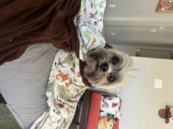 Baxter -  Shih Tzu Dog for Adoption in Garland, Texas - Baxter | PetCurious