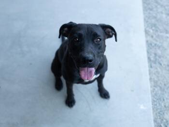 Jasper -  Pit Bull Terrier and Mixed Breed Dog for Adoption in Republic, Washington - Jasper | PetCurious