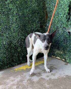 Mixed Breed Dogs Available for Adoption - 60317400 | PetCurious