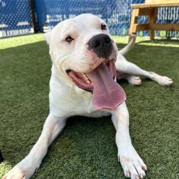 Cane -  Dogo Argentino and Mixed Breed Dog for Adoption in Hawthorne, California - Cane | PetCurious