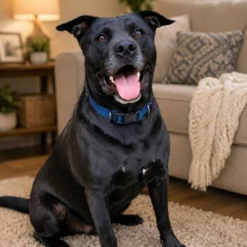 Mickey -  Black Labrador Retriever Dog for Adoption in Magnolia, Texas - Mickey | PetCurious