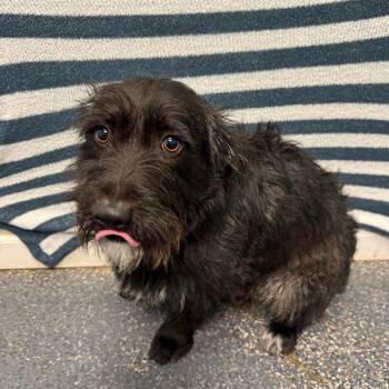 Terrier and Mixed Breed Dogs Available for Adoption in Fresno, California - Joker | PetCurious