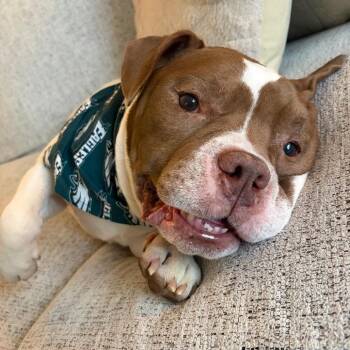 Gordon -  English Bulldog and Mixed Breed Dog for Adoption in Sinking Spring, Pennsylvania - Gordon | PetCurious