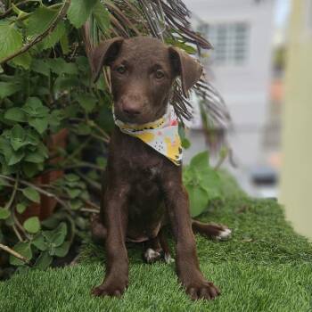 Cinnamon -  Labrador Retriever and Mixed Breed Dog for Adoption in Jefferson, New Jersey - Cinnamon | PetCurious