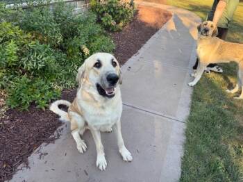 Rescue Anatolian Shepherd Dogs for Adoption in Massillon, Ohio - Shelby And Finley | PetCurious