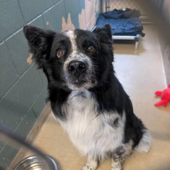 Border Collie Dogs Available for Adoption in Watertown, New York - Tobi | PetCurious