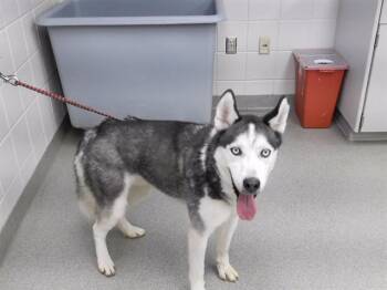 CHASE -  Siberian Husky and Mixed Breed Dog for Adoption in Omaha, Nebraska - CHASE | PetCurious