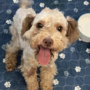Ramone -  Schnauzer and Miniature Poodle Dog for Adoption in Hinesville, Georgia - Ramone | PetCurious