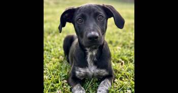 Bella -  Labrador Retriever and Terrier Dog for Adoption in Crown Point, Indiana - Bella | PetCurious
