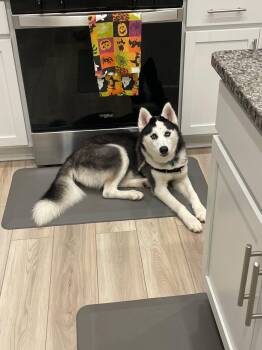 Rescue Husky Dogs for Adoption in Chesapeake, Virginia - Runa | PetCurious