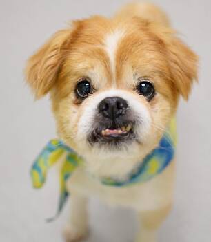 Princeton -  Pekingese Dog for Adoption in Pontiac, Michigan - Princeton | PetCurious
