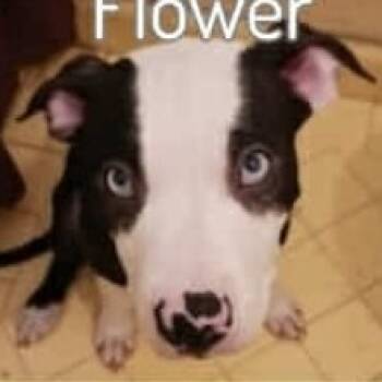 Rescue American Staffordshire Terrier Dogs for Adoption in Lompoc, California - Flower | PetCurious