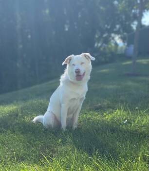Rescue Australian Shepherd and Mixed Breed Dogs for Adoption in Alma, Wisconsin - Hansel | PetCurious