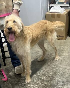Goldendoodle Dogs Available for Adoption in Broomfield, Colorado - Copelands / Dixie Rae | PetCurious