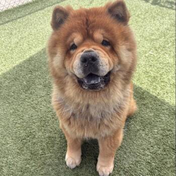 Chow Chow Dogs Available for Adoption in Long Beach, California - Khumbu | PetCurious