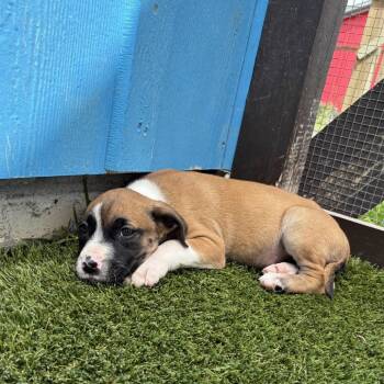 Mixed Breed Dogs Available for Adoption in Loxahatchee Groves, Florida - Mary Grace 7770 | PetCurious