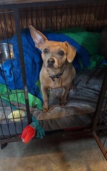 Hugo -  Chiweenie Dog for Adoption in Albion, New York - Hugo | PetCurious