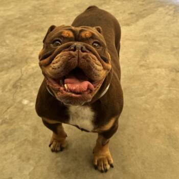 Spring Roll -  English Bulldog and Mixed Breed Dog for Adoption in Long Beach, California - Spring Roll | PetCurious