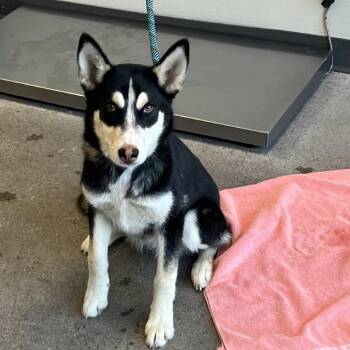 108222 -  Mixed Breed Dog for Adoption in Las Cruces, New Mexico - 108222 | PetCurious