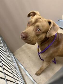 LEON -  Pit Bull Terrier Dog for Adoption in San Jose, California - LEON | PetCurious